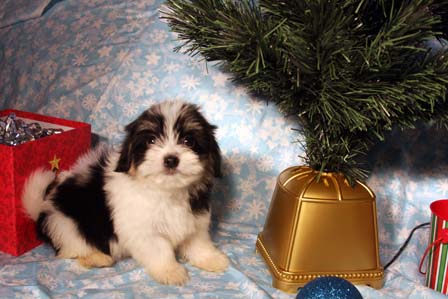 havanese-puppies